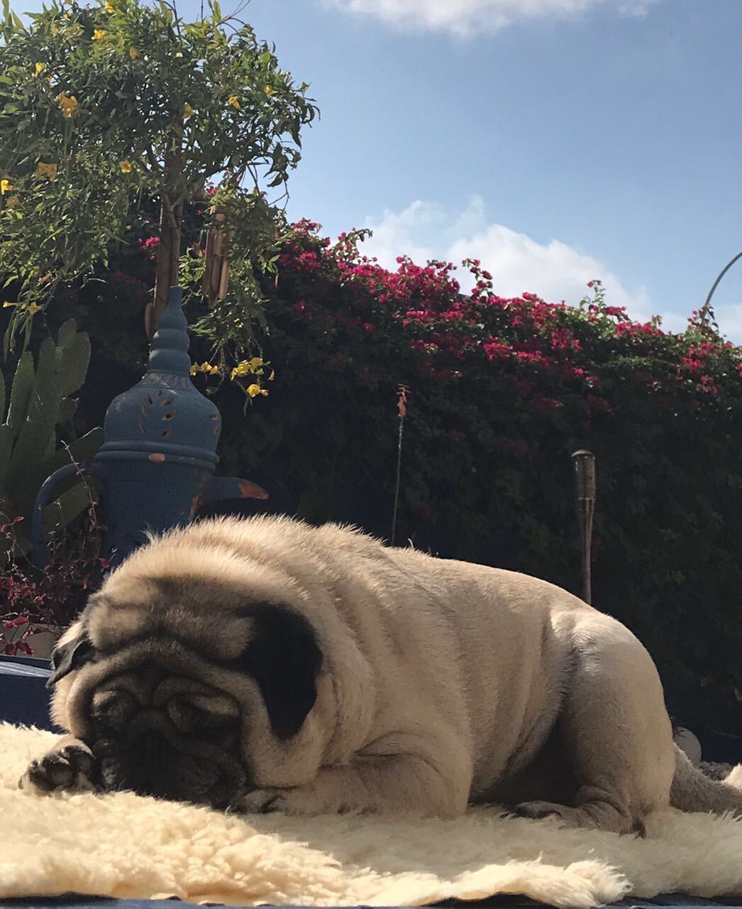 Pug — 6