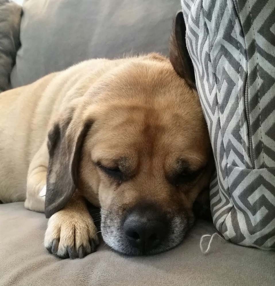 Puggle — 1