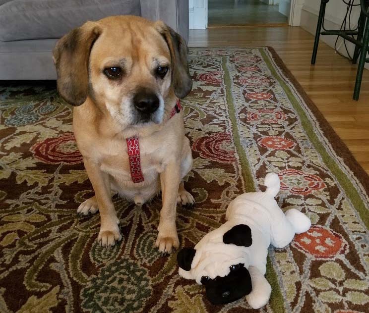 Puggle — 2
