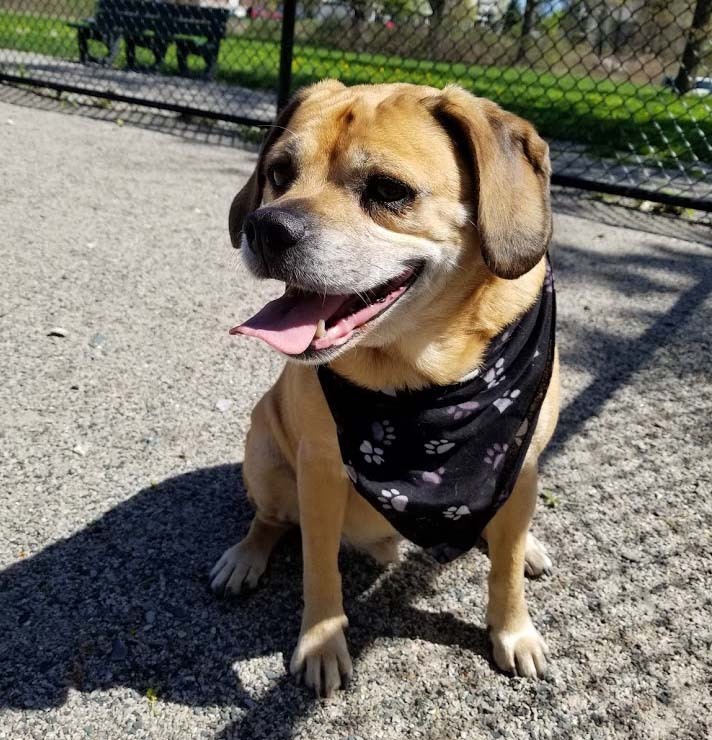 Puggle — 3