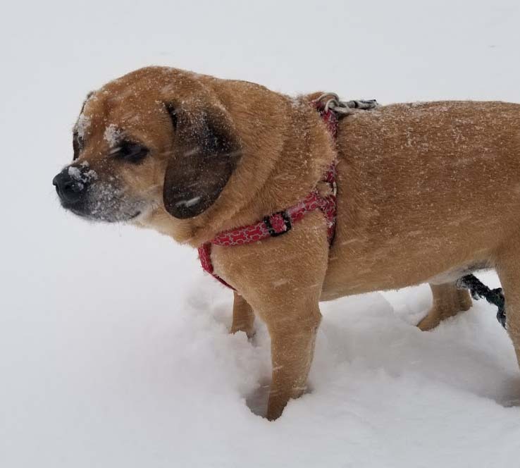 Puggle — 4