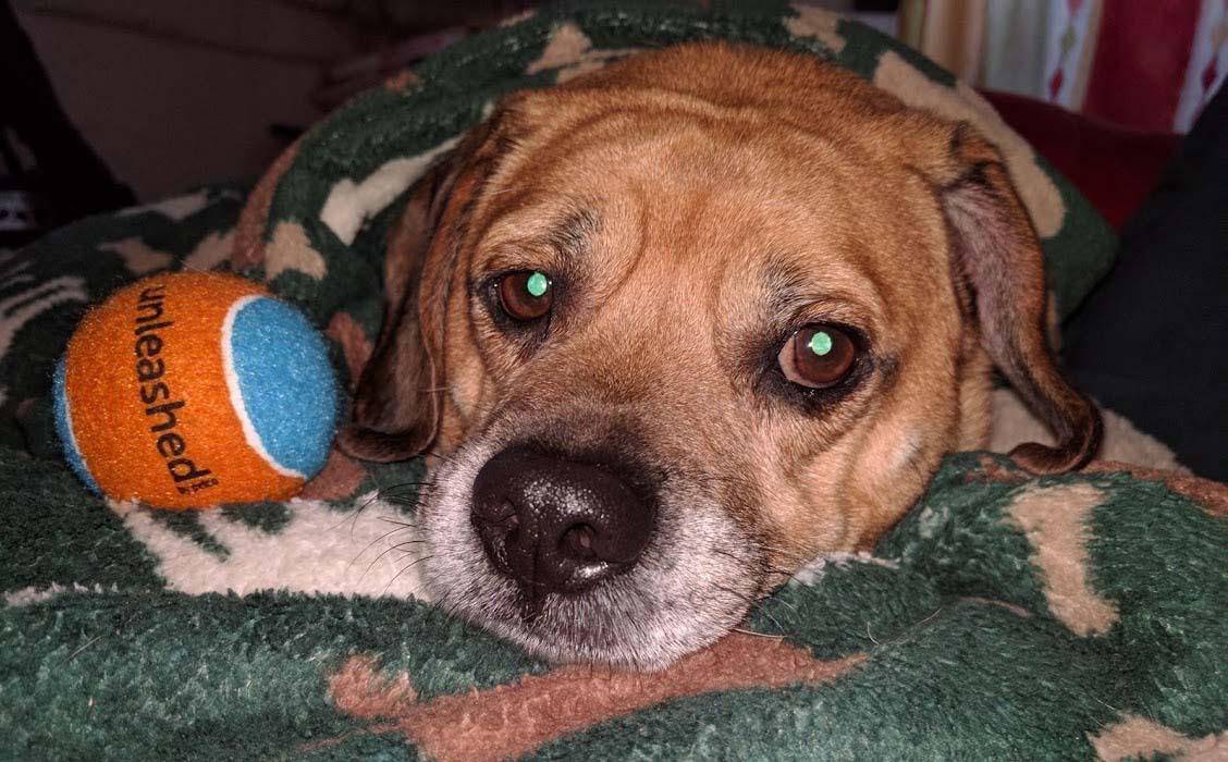 Puggle — 6