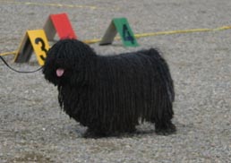 Puli — 1