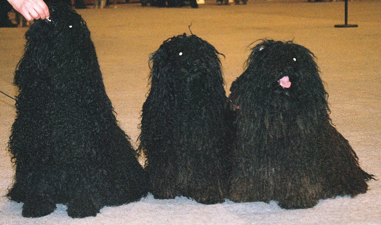 Puli — 2