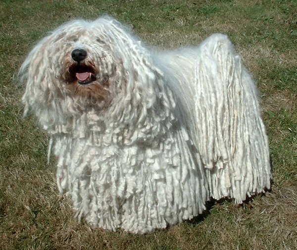 Puli — 3