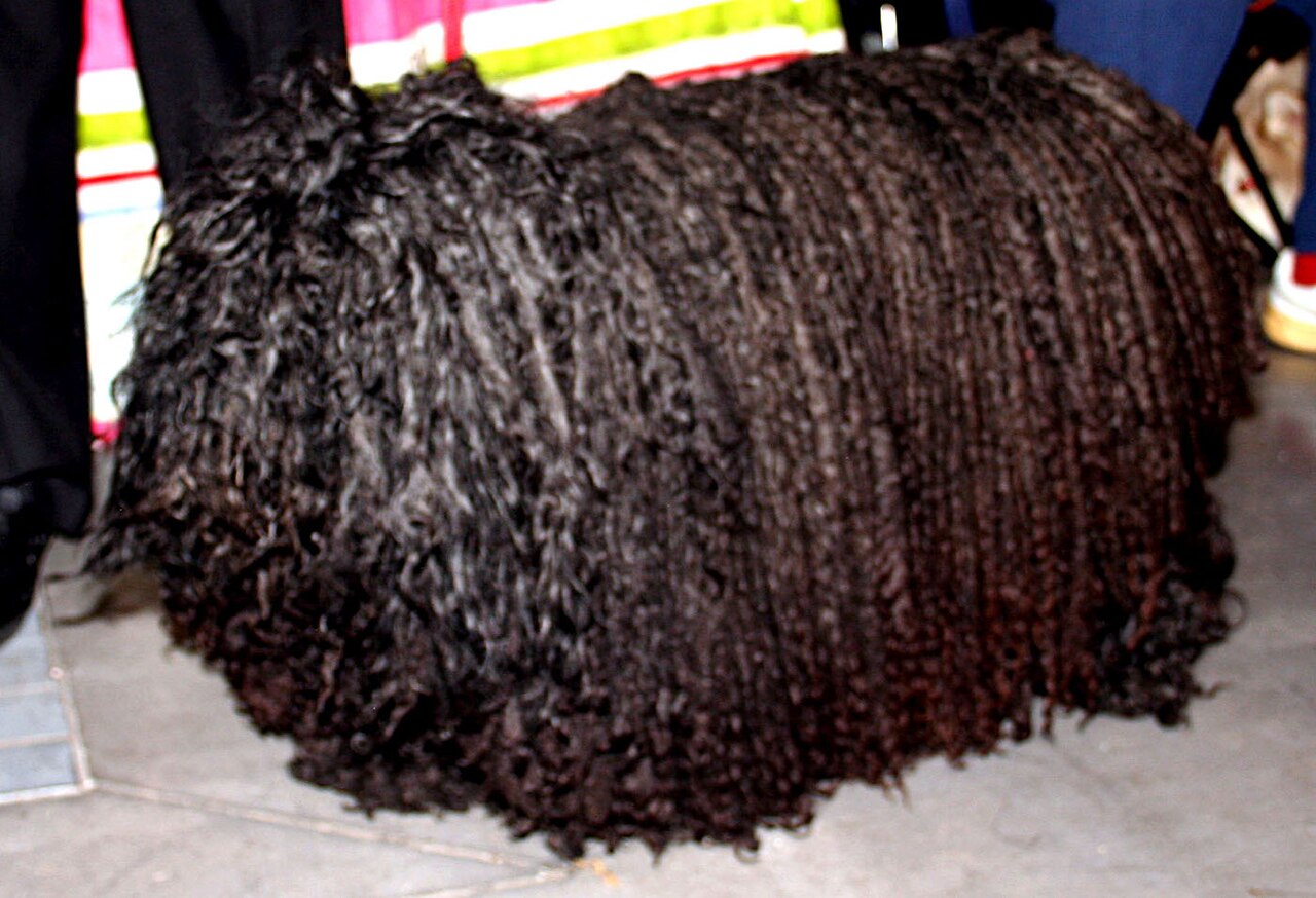 Puli — 4