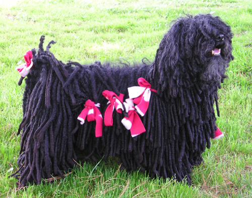 Puli — 5