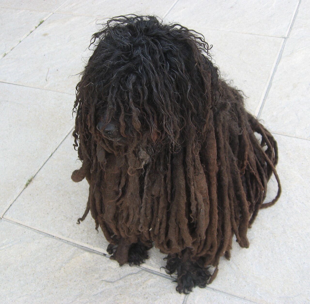 Puli — 6