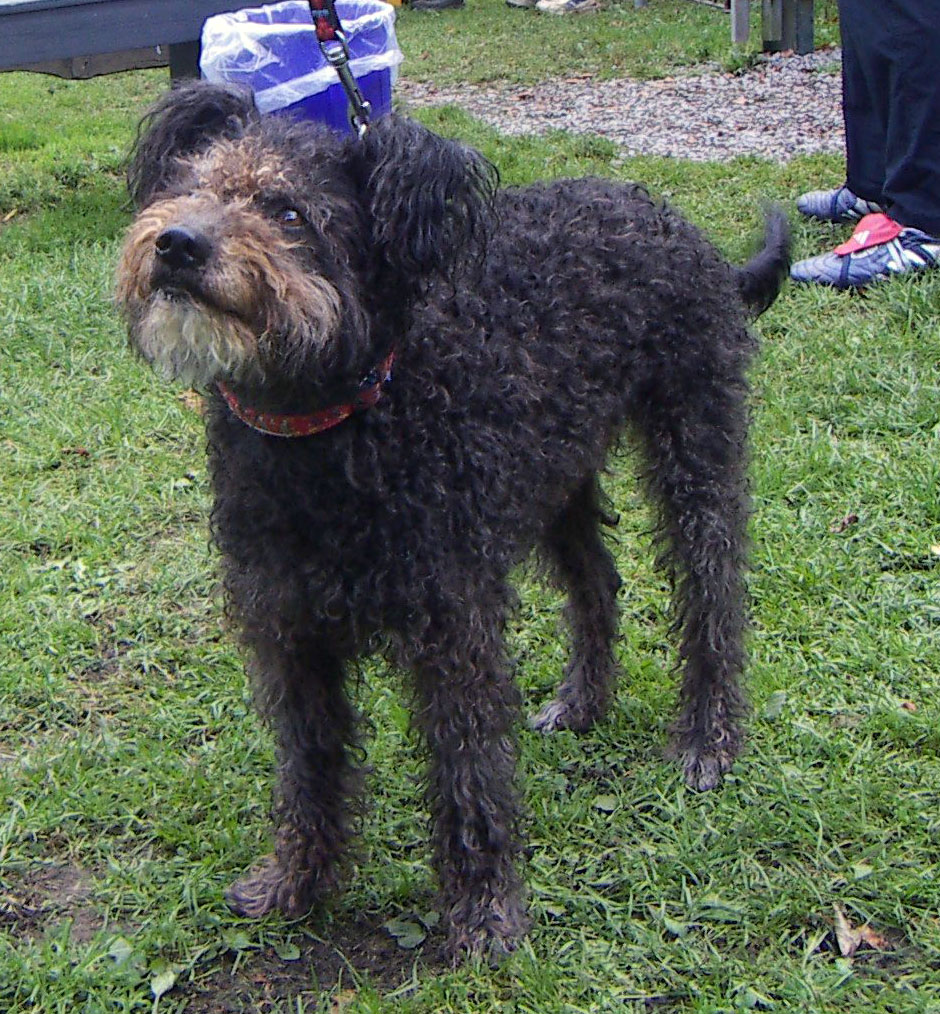 Pumi — 1
