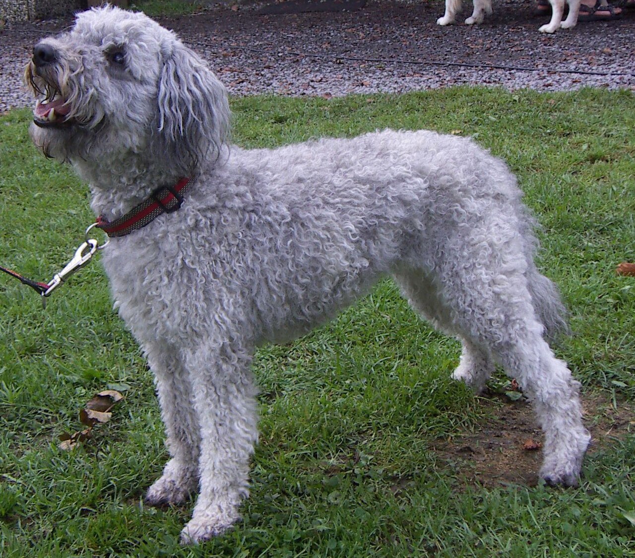 Pumi — 2