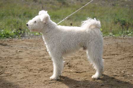 Pumi — 3