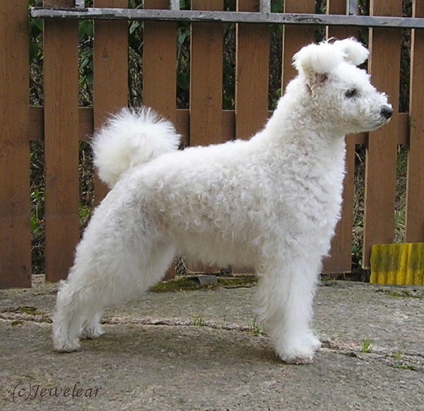 Pumi — 4
