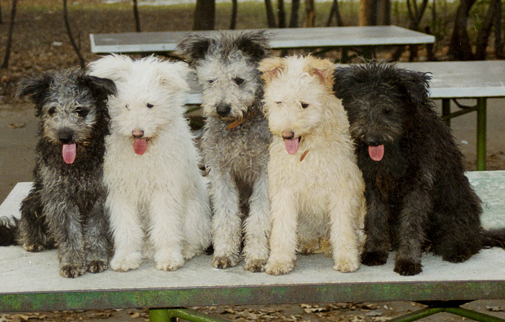 Pumi — 5