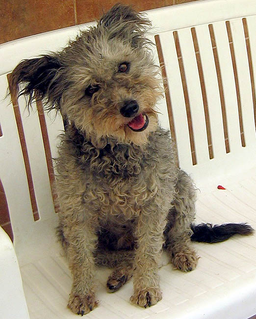 Pumi — 6