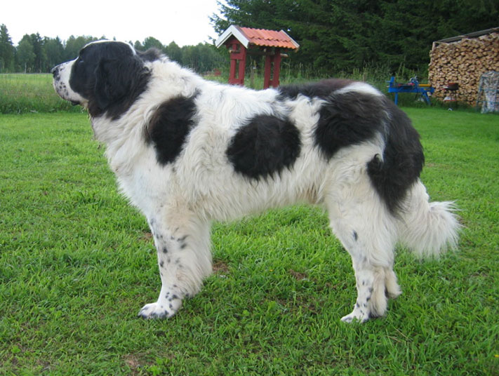 Pyrenean Mastiff — 1