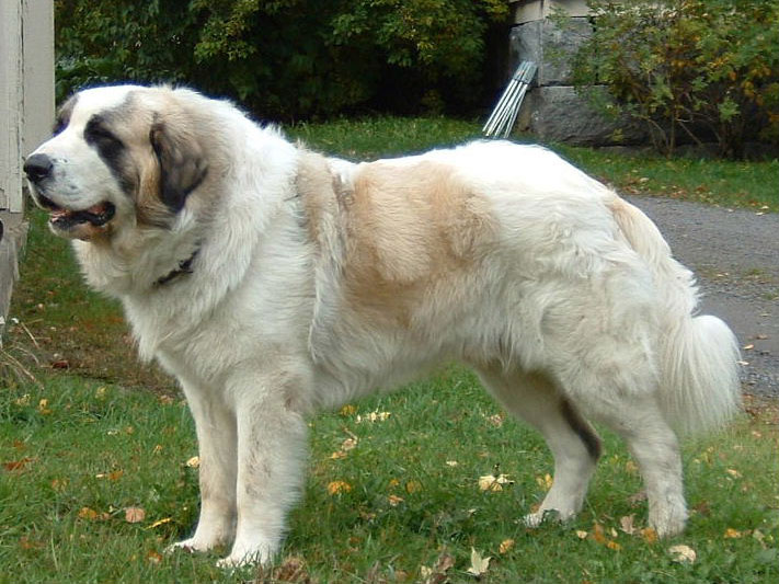 Pyrenean Mastiff — 2