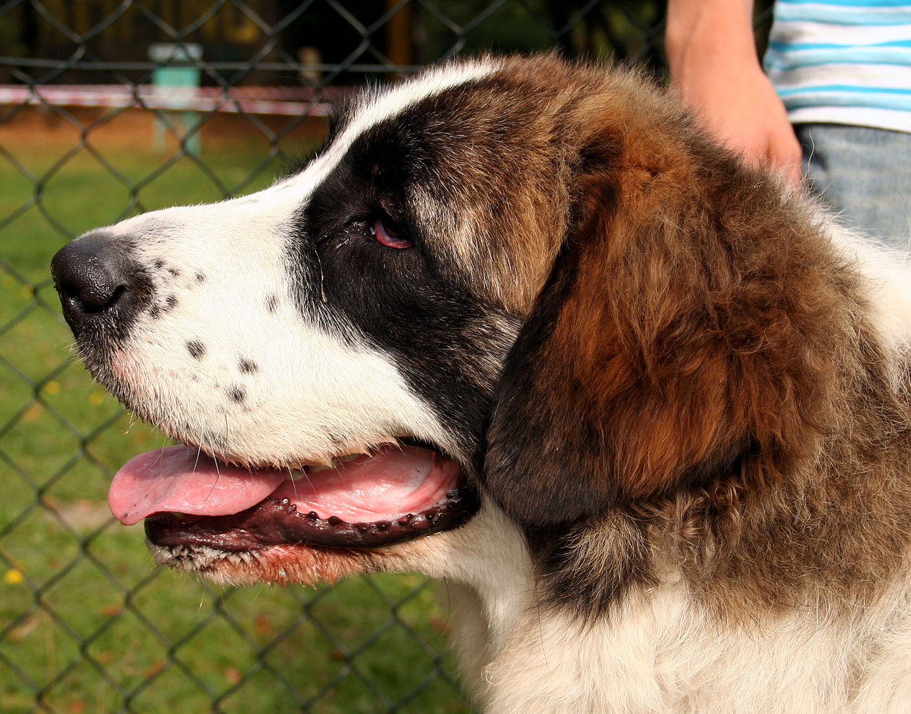 Pyrenean Mastiff — 3