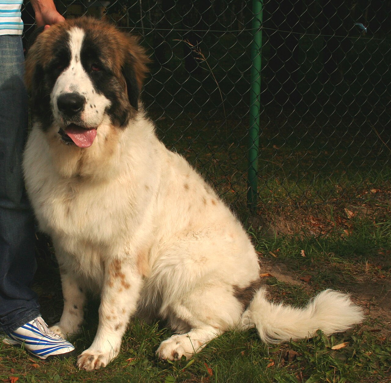 Pyrenean Mastiff — 4