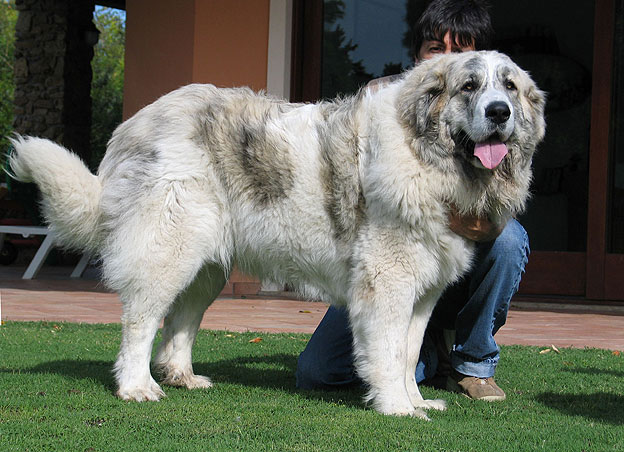 Pyrenean Mastiff — 5