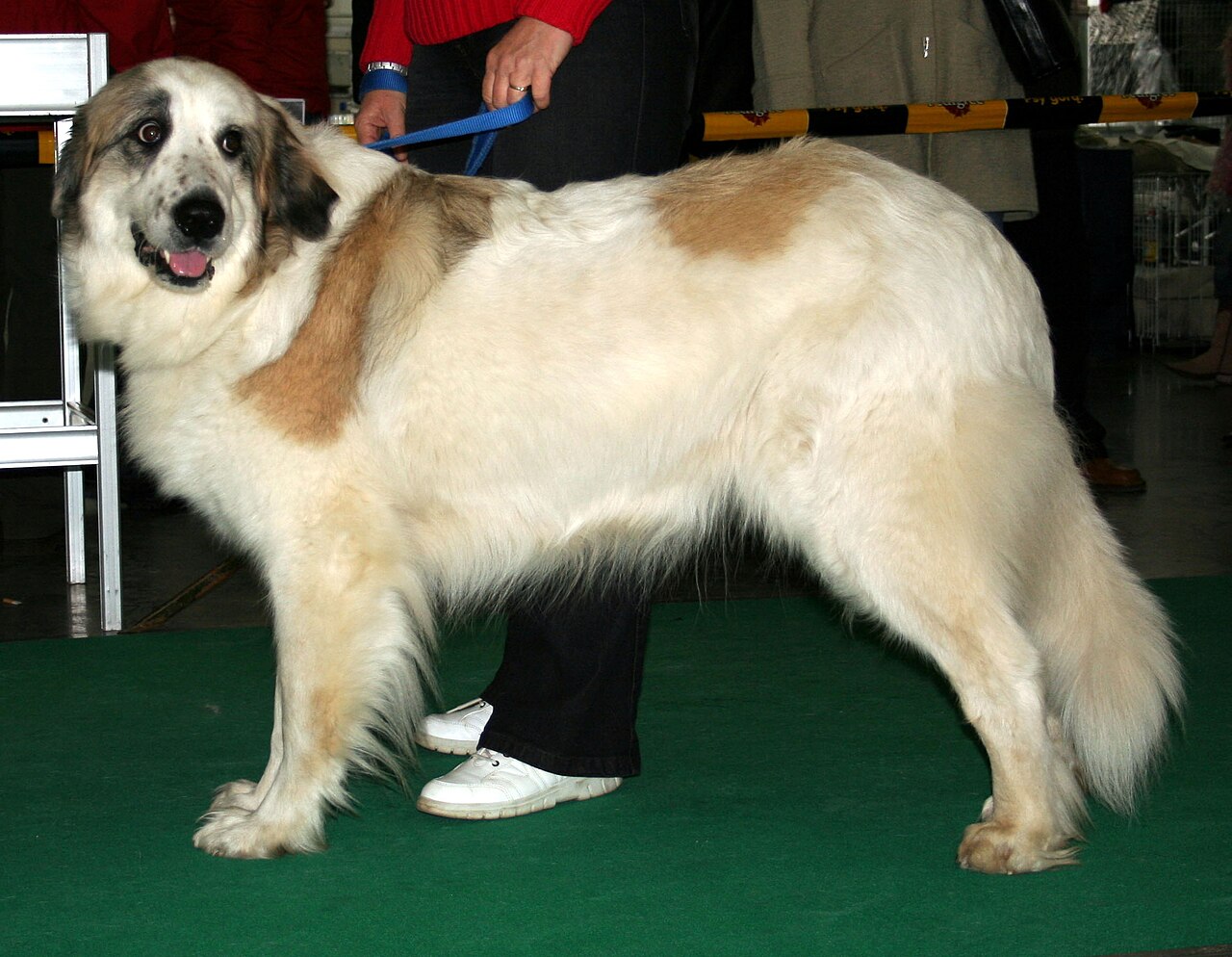 Pyrenean Mastiff — 6