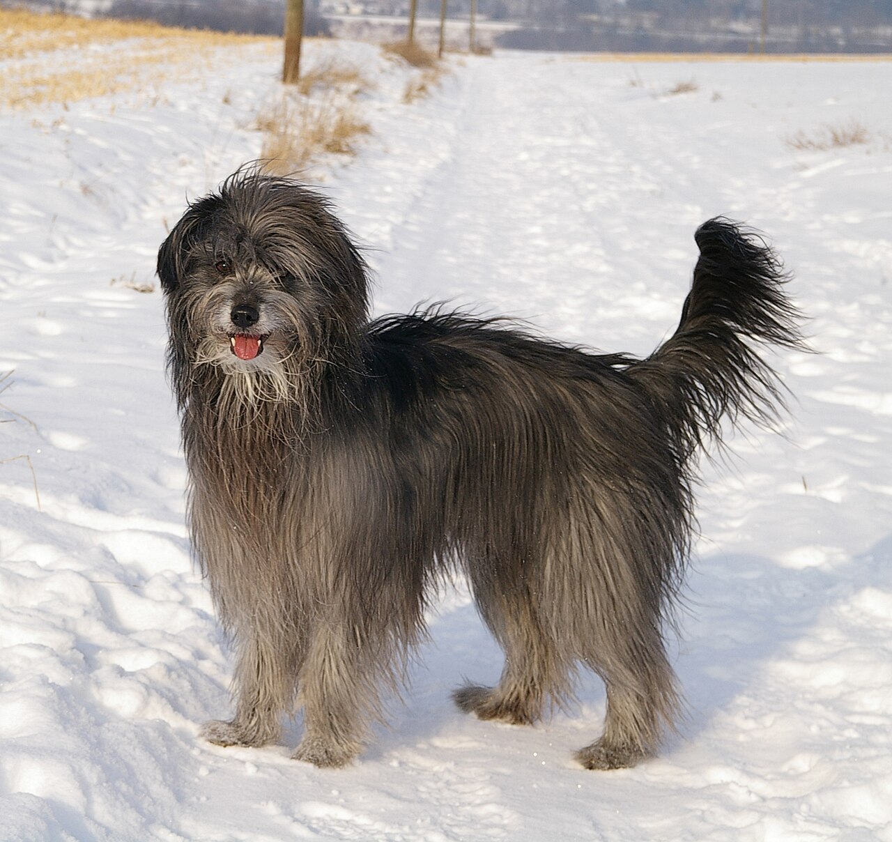 Pyrenean Shepherd — 1