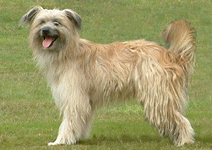 Pyrenean Shepherd — 2