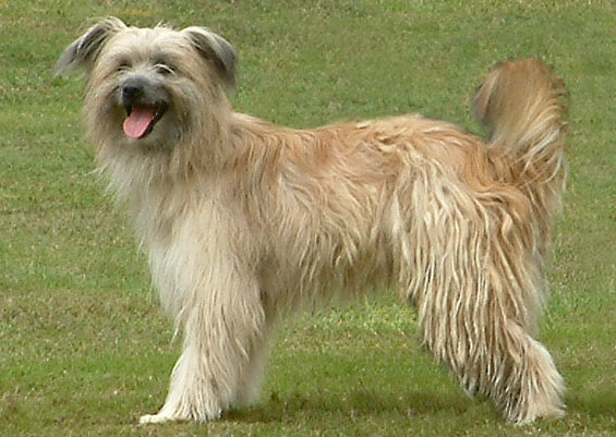 Pyrenean Shepherd — 3
