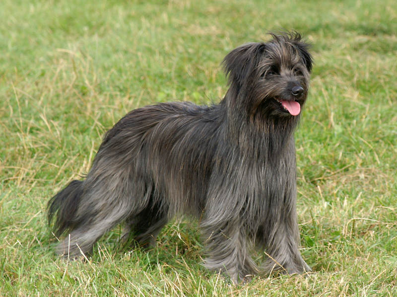 Pyrenean Shepherd — 4