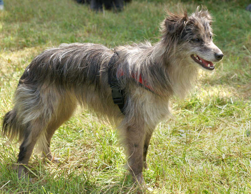 Pyrenean Shepherd — 5