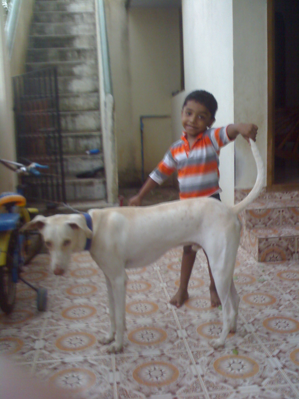 Rajapalayam — 6