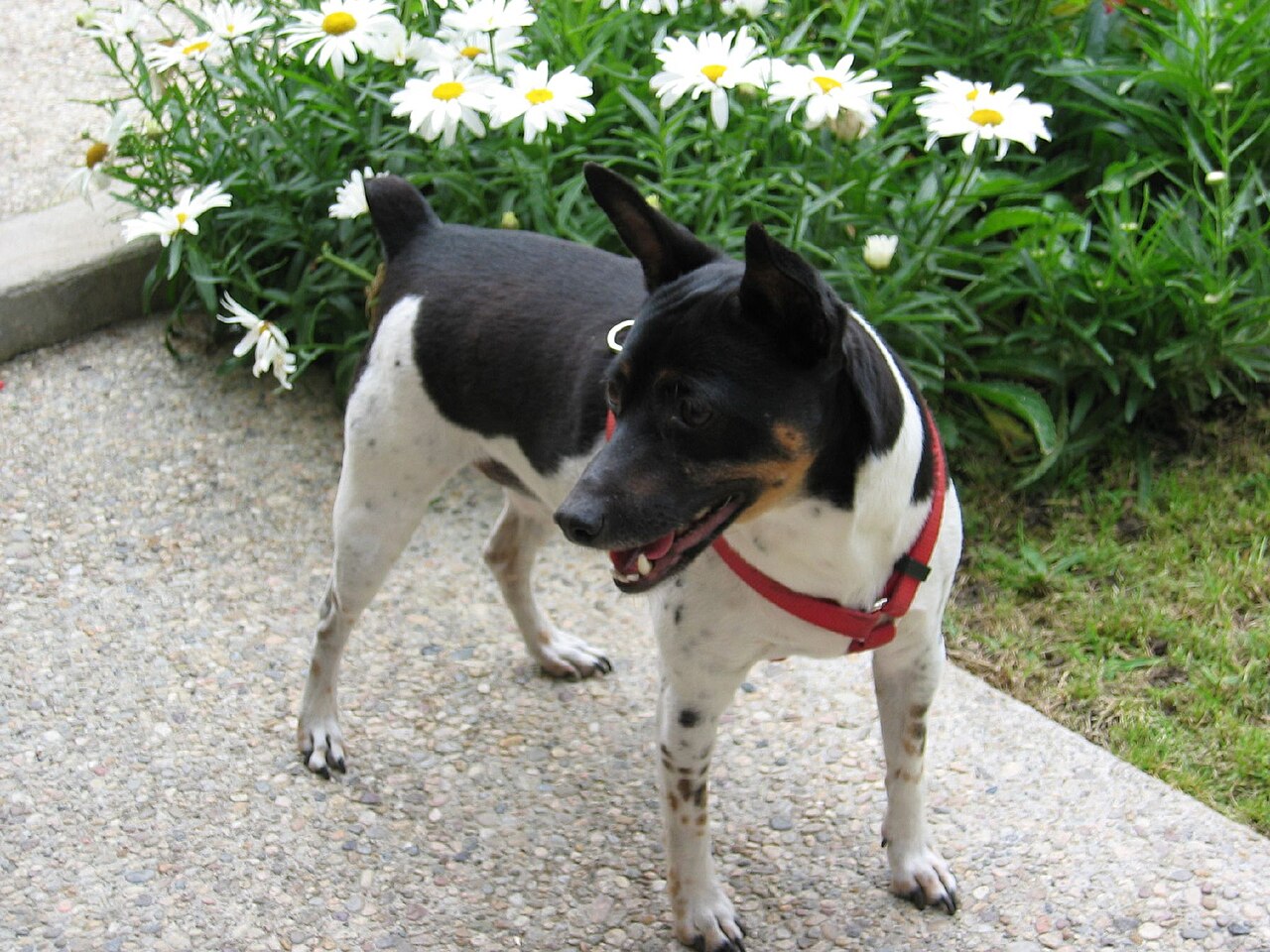 Rat Terrier — 1