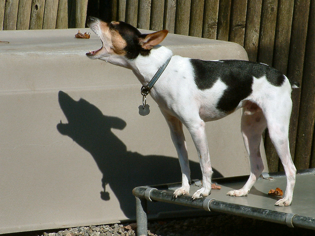 Rat Terrier — 2