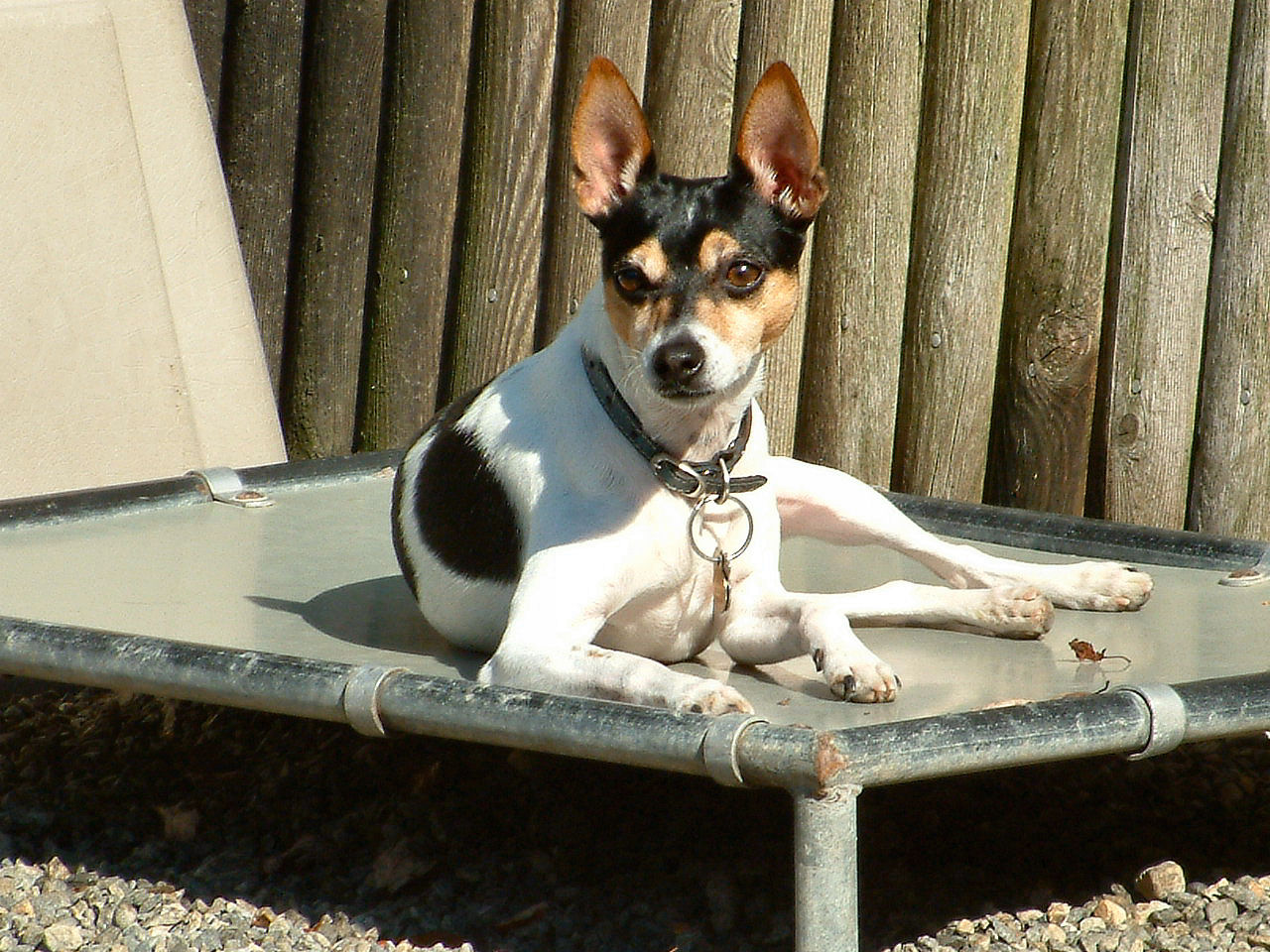 Rat Terrier — 3