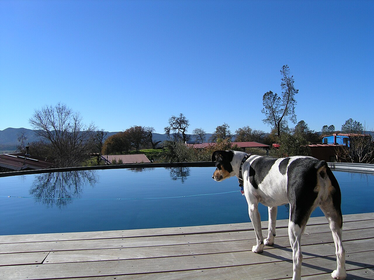 Rat Terrier — 4