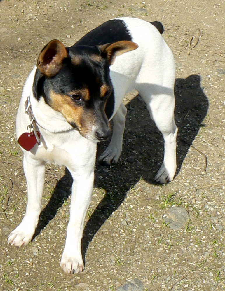 Rat Terrier — 5