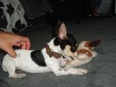 Rat Terrier — 6