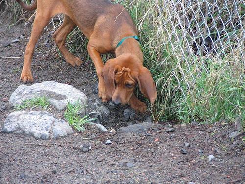 Redbone Coonhound — 1