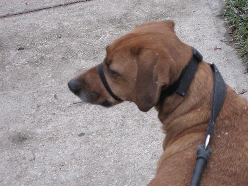 Redbone Coonhound — 2