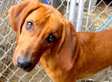 Redbone Coonhound — 3