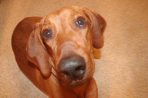 Redbone Coonhound — 4