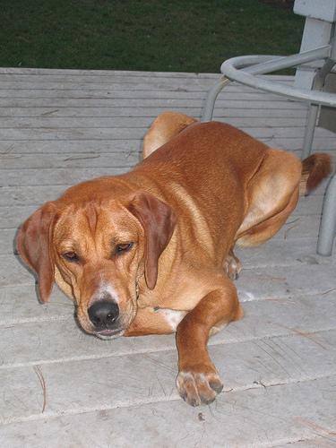 Redbone Coonhound — 5