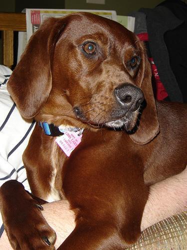 Redbone Coonhound — 6