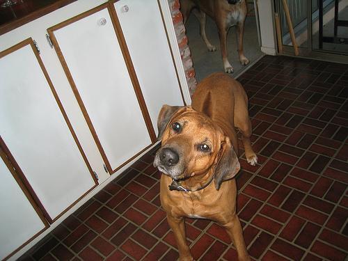 Rhodesian Ridgeback — 2