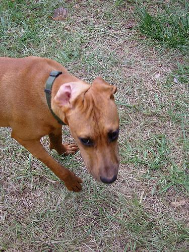 Rhodesian Ridgeback — 3