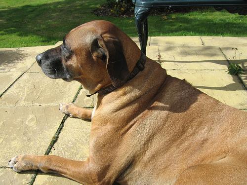 Rhodesian Ridgeback — 4