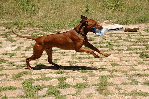 Rhodesian Ridgeback — 5