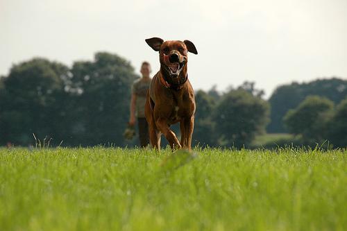 Rhodesian Ridgeback — 6