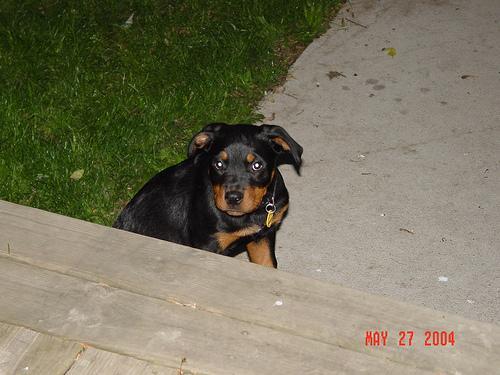 Rottweiler — 1