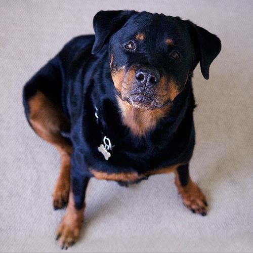 Rottweiler — 2