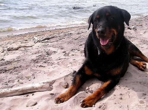 Rottweiler — 3